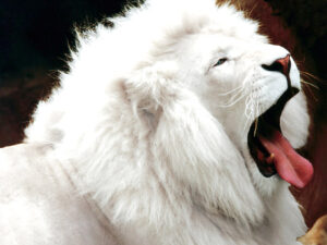 Panthera leo