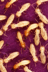 White ant termite