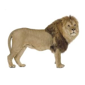 Panthera leo