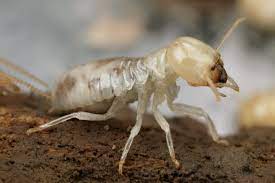 White ant termite