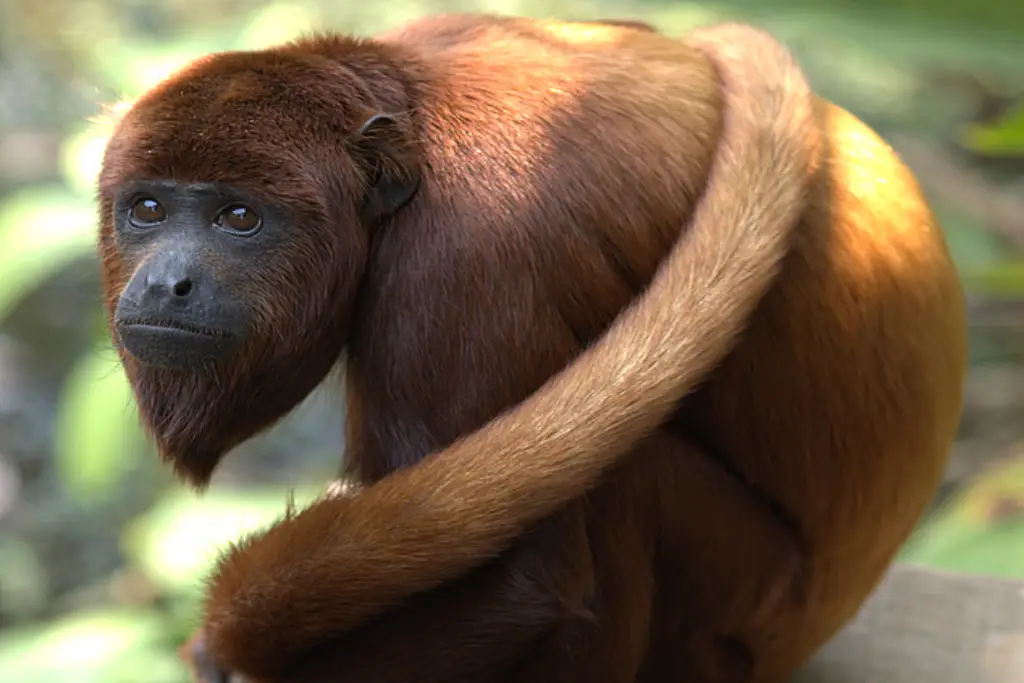 میمون جیغ‌کش(Alouatta)