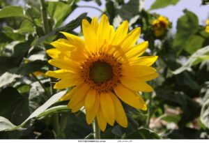 Helianthus annuus