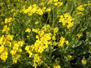 Alyssum saxatile