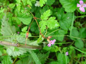 Geranium robertianum