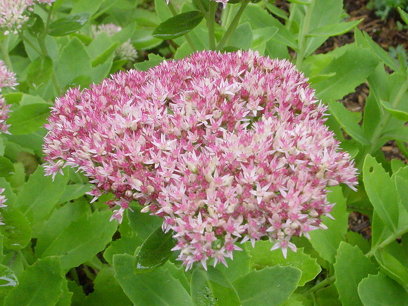 Sedum telephium