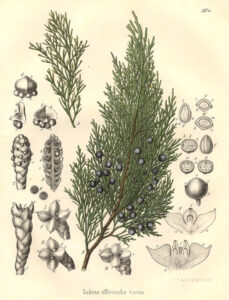 Juniperus sabina