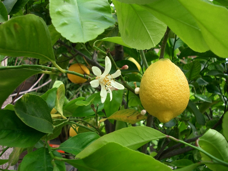 Citrus medica