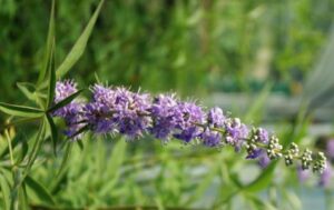 Vitex agnus Castus