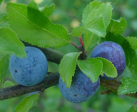 Prunus spinosa