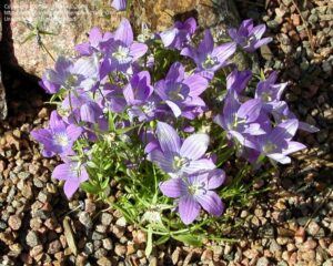 Campanula ramosissima