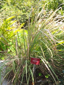 Andropogon Shoenanthus