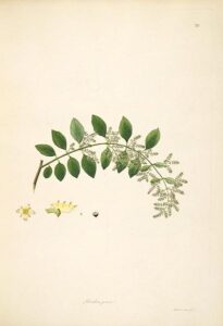 Salvadora Persica