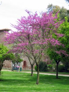 Cercis siliquastrum