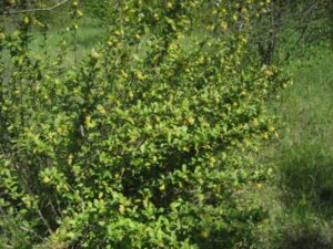 Berberis Vulgaris