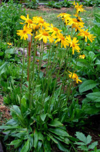 Arnica montana