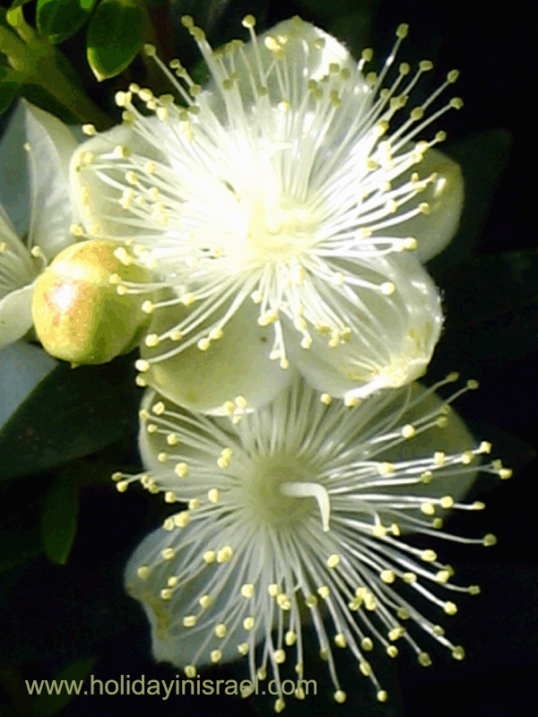 Myrtus communis