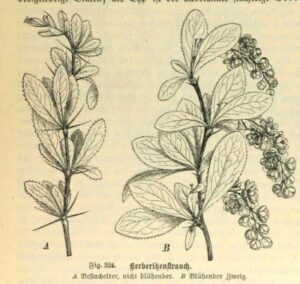 Berberis Vulgaris