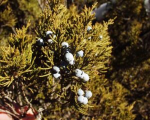 Juniperus sabina