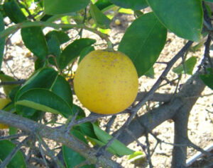 Citrus medica