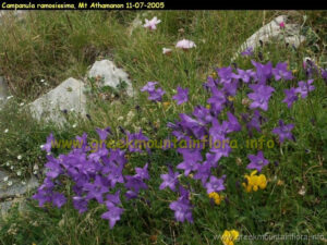 Campanula ramosissima