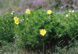 Adonis Vernalis