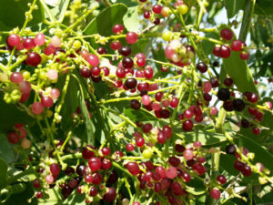 Salvadora Persica