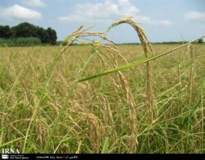 Oryza sativa