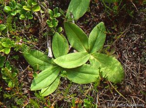 Arnica montana