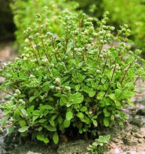 Myosotis stricta link