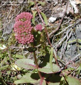 Sedum telephium