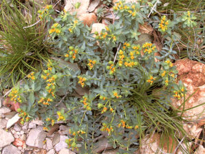 Euphorbia spinosa