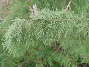 Berberis Vulgaris