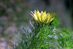 Adonis Vernalis