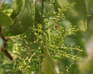 Salvadora Persica