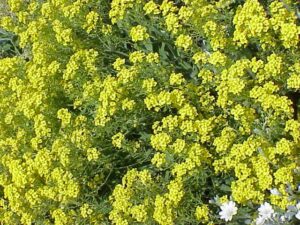 Alyssum saxatile