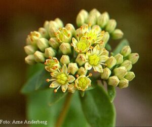 Sedum telephium