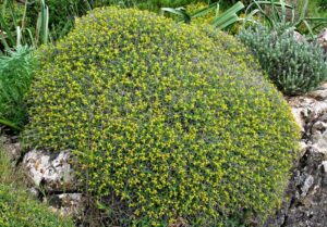 Euphorbia spinosa