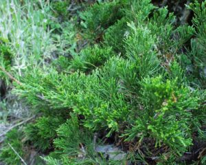 Juniperus sabina