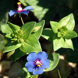 Myosotis stricta link