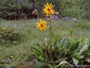 Arnica montana