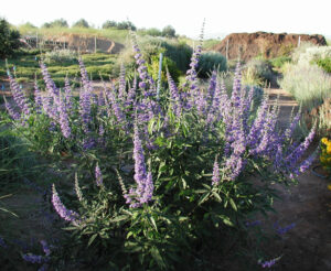 Vitex agnus Castus