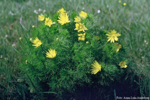 Adonis Vernalis