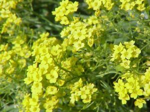 Alyssum saxatile