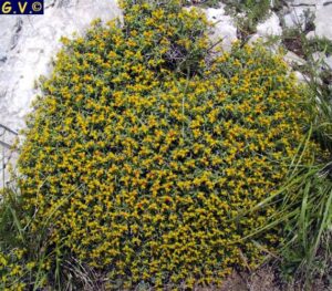 Euphorbia spinosa