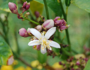 Citrus medica