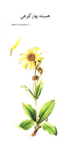 Arnica montana