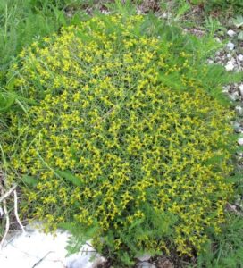 Euphorbia spinosa