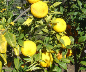 Citrus medica