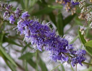 Vitex agnus Castus