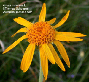 Arnica montana